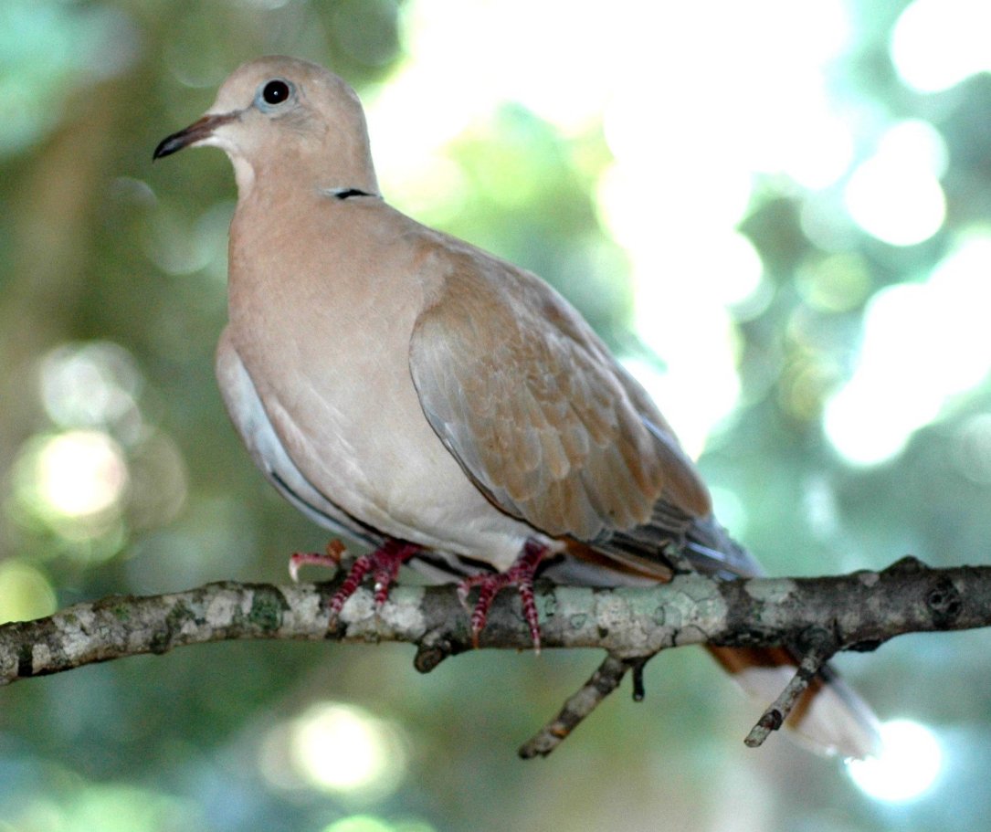 Ringneck Doves